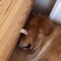 犬の顔に何度も当たる猫の前足