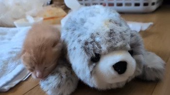 ぬいぐるみの隣にいる子猫