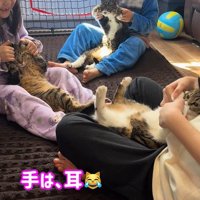 抱っこされる3匹の猫