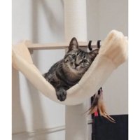 室内にいる猫