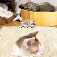 奥で寝ている2匹の猫と右を向く子猫「爆睡」