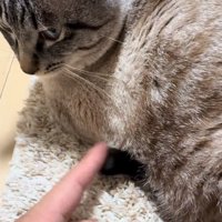 しっぽをツンツンする
