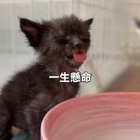 目を閉じて舌を出す子猫