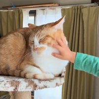 顔をなでられる猫