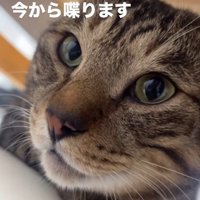キジトラ猫の顔のドアップ