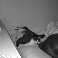 飼い主を見つめる猫