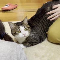 こちらを見つめるキジ白猫