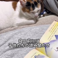 寝ている猫