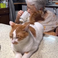 猫のしっぽが顔に当たったおばあちゃん