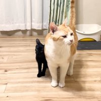 体を擦りつけるクロミちゃん