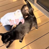 赤ちゃんにすりすりする猫