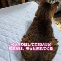 座る猫