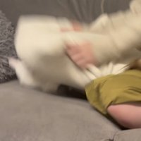 クッションに当たってひっくり返る保護猫