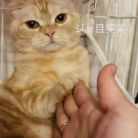 ケージの中でママさんに触られるスコティッシュフォールド