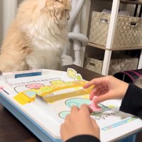 エアホッケーの台を前によそ見をする猫