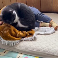 赤ちゃんの隣に座ろうとする猫