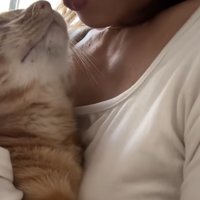 飼い主さんに鼻を寄せる猫