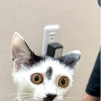 黒いキャリーバッグから身を乗り出す猫の表情