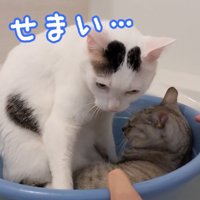 小さな桶に2匹で入るマロちゃんとチロくん