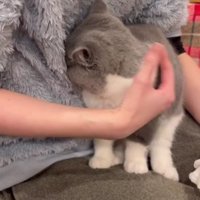 飼い主に顔をうずめる猫