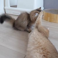 子猫に猫パンチでちょっかいをかけるミミさん