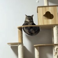 透明なボウルの中に入って目を瞑っている猫（引き）