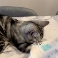 紙を噛もうとする猫