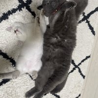 寝転がっている2匹の猫