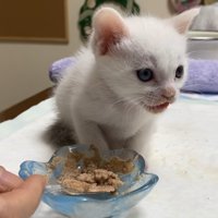 ご飯を食べる子猫