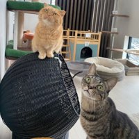 室内にいる猫たち