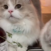 じっと見つめる猫