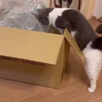 ダンボールに入ろうとしている猫