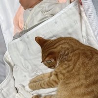 新生児と添い寝している猫