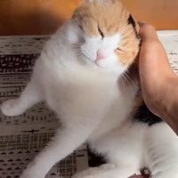 頭をなでなで
