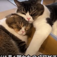 じゃれ合う2匹の猫