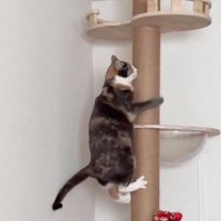 キャットタワーを降りる猫2