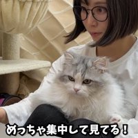 女性の膝の上に乗っている猫