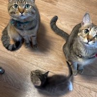 見上げる猫と歩く子猫