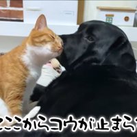 すりすりするコウ君