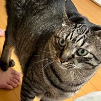 室内にいる猫