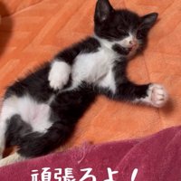 お腹を出して眠る保護された子猫あいかなちゃん