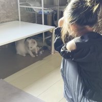 テーブルの下にいる猫