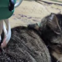 くつろいでいた猫