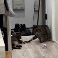 廊下でおもちゃで遊ぶ2匹のキジトラ猫