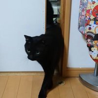 ドアの隙間から出てくる猫