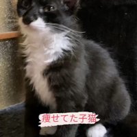 お座りする猫