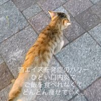 歩いている猫