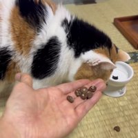 こぼしがちなミケ