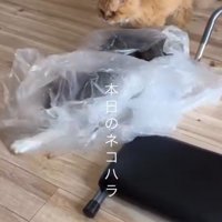 ビニル袋で遊ぶ2匹の猫