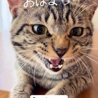 前を見て鳴く猫